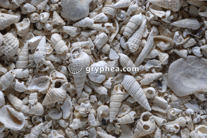 Falun à Cérithes (Stampien) - gryphea.com